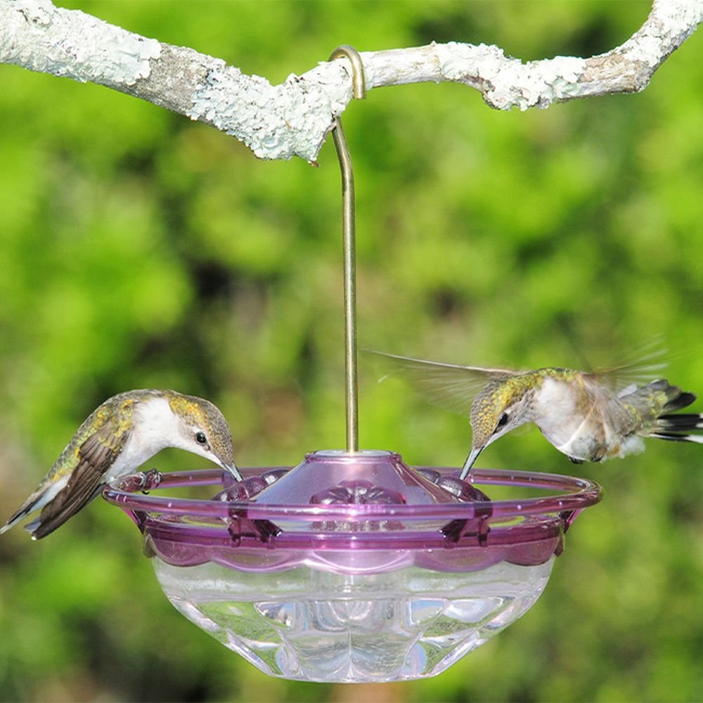 HummBlossom Hummingbird Feeder 4 oz. Plum